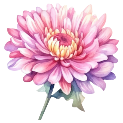 Chrysanthemum