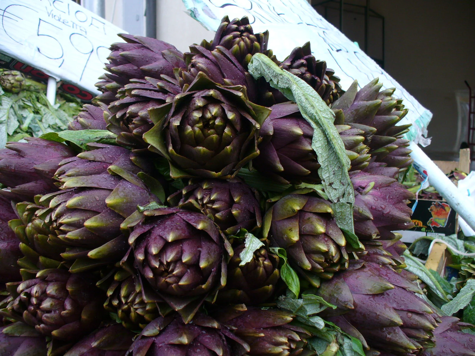 Artichoke Violetta