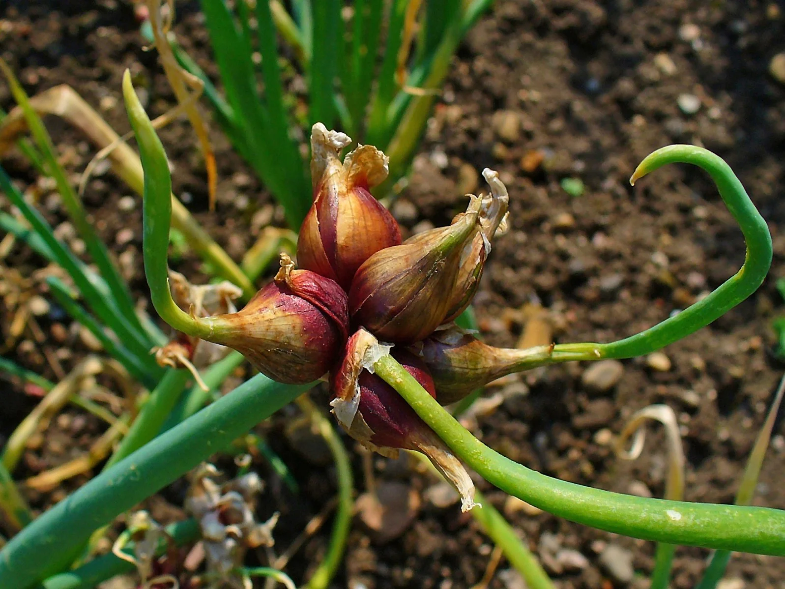 Egyptian Walking Onion