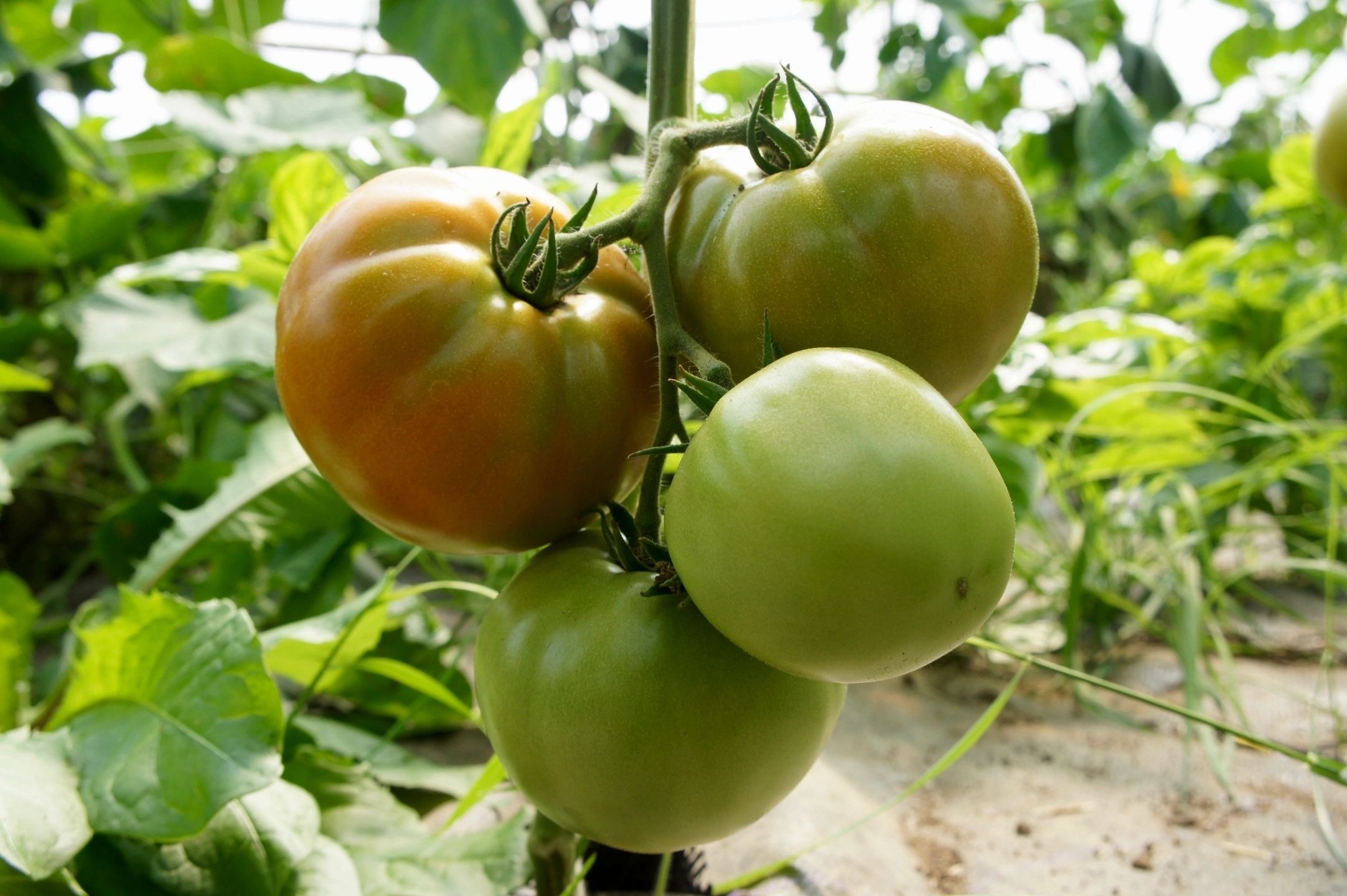tomatoes