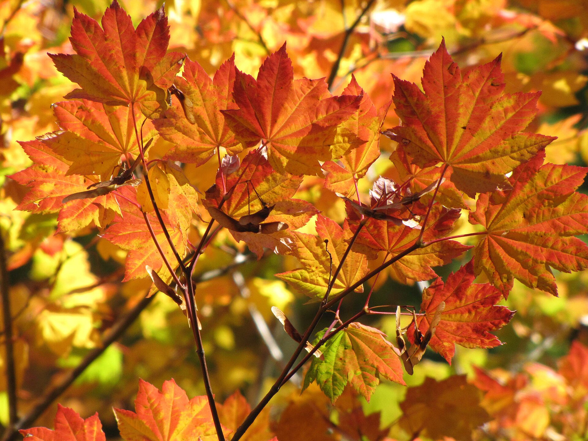 Vine_Maple_in_Sunlight,_Willamette_National_Forest_(34503806910)